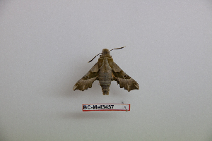  ( - BC-Mel3437)  @11 [ ] Copyright (2019) Sphingidae Museum-Czech republic Ekologicke centrum Orlov o.p.s.