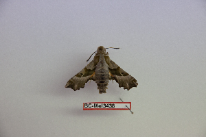  ( - BC-Mel3438)  @11 [ ] Copyright (2019) Sphingidae Museum-Czech republic Ekologicke centrum Orlov o.p.s.