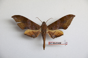  (Ambulyx dohertyi salomonis - BC-Mel3456)  @13 [ ] Copyright (2019) Sphingidae Museum-Czech republic Ekologicke centrum Orlov o.p.s.