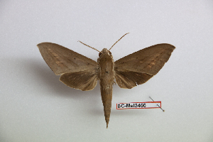  ( - BC-Mel3466)  @11 [ ] Copyright (2019) Sphingidae Museum-Czech republic Ekologicke centrum Orlov o.p.s.