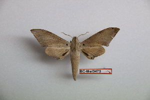  ( - BC-Mel3473)  @13 [ ] Copyright (2019) Sphingidae Museum-Czech republic Ekologicke centrum Orlov o.p.s.