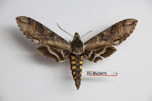  ( - BC-Mel3476)  @11 [ ] Copyright (2019) Sphingidae Museum-Czech republic Ekologicke centrum Orlov o.p.s.