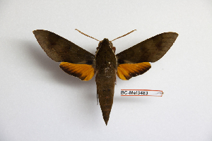  ( - BC-Mel3483)  @13 [ ] Copyright (2019) Sphingidae Museum-Czech republic Ekologicke centrum Orlov o.p.s.