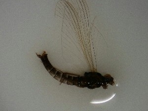  ( - E205-STC)  @11 [ ] Daniel Erasmus (2025) Unspecified CreativeCommons  Attribution Non-Commercial Share-Alike