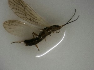  ( - P227-STM)  @11 [ ] Daniel Erasmus (2025) Unspecified CreativeCommons  Attribution Non-Commercial Share-Alike