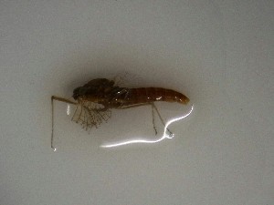  ( - E230-STC)  @11 [ ] Daniel Erasmus (2025) Unspecified CreativeCommons  Attribution Non-Commercial Share-Alike