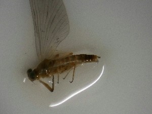  ( - E231-STF)  @11 [ ] Daniel Erasmus (2025) Unspecified CreativeCommons  Attribution Non-Commercial Share-Alike