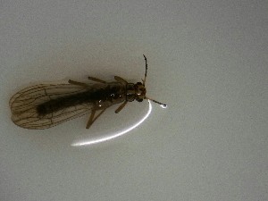  ( - P242-STC)  @11 [ ] Daniel Erasmus (2025) Unspecified CreativeCommons  Attribution Non-Commercial Share-Alike