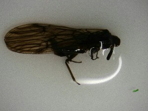  ( - P257-STF)  @11 [ ] CreativeCommons (2025) Daniel Erasmus University of Northern British Columbia