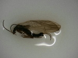  ( - P260-STB)  @11 [ ] CreativeCommons (2025) Daniel Erasmus University of Northern British Columbia