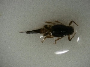  ( - E300-STM)  @11 [ ] CreativeCommons  Attribution Non-Commercial Share-Alike (2025) Daniel Erasmus University of Northern British Columbia