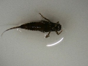  ( - E313-STB)  @11 [ ] CreativeCommons  Attribution Non-Commercial Share-Alike (2025) Daniel Erasmus University of Northern British Columbia