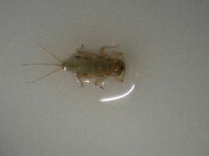  ( - E316-STM)  @11 [ ] CreativeCommons  Attribution Non-Commercial Share-Alike (2025) Daniel Erasmus University of Northern British Columbia