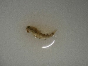  ( - E318-STM)  @11 [ ] CreativeCommons  Attribution Non-Commercial Share-Alike (2025) Daniel Erasmus University of Northern British Columbia