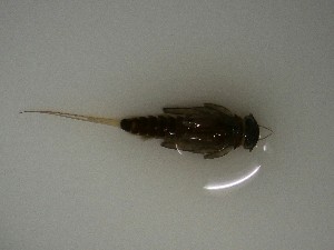  ( - E325-STF)  @11 [ ] CreativeCommons  Attribution Non-Commercial Share-Alike (2025) Daniel Erasmus University of Northern British Columbia