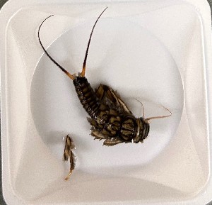  ( - P336-STP)  @11 [ ] CreativeCommons  Attribution Non-Commercial Share-Alike (2025) Daniel Erasmus University of Northern British Columbia