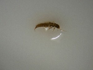  ( - P339-STP)  @11 [ ] CreativeCommons  Attribution Non-Commercial Share-Alike (2025) Daniel Erasmus University of Northern British Columbia