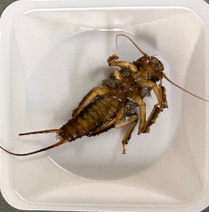  ( - P341-STP)  @11 [ ] CreativeCommons  Attribution Non-Commercial Share-Alike (2025) Daniel Erasmus University of Northern British Columbia