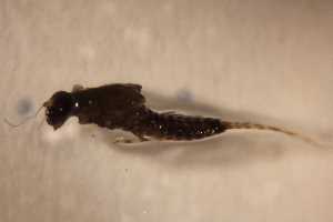  ( - E19-STC)  @11 [ ] CreativeCommons  Attribution Non-Commercial Share-Alike (2024) Daniel Erasmus University of Northern British Columbia