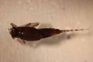  ( - E26-STP)  @11 [ ] CreativeCommons  Attribution Non-Commercial Share-Alike (2024) Daniel Erasmus University of Northern British Columbia