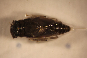  ( - E45-STM)  @11 [ ] CreativeCommons  Attribution Non-Commercial Share-Alike (2024) Daniel Erasmus University of Northern British Columbia