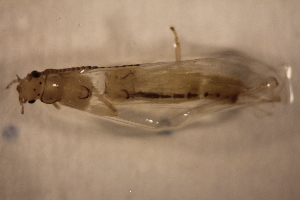  (Suwallia sp. A BG - P162-STP)  @11 [ ] CreativeCommons  Attribution Non-Commercial Share-Alike (2024) Daniel Erasmus University of Northern British Columbia