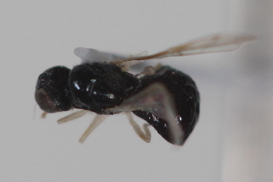  (Strat_genus1 sp. 1 - cau01995)  @14 [ ] CreativeCommons - Attribution Non-Commercial Share-Alike (2010) China Agricultural University, Insect Collection China Agricultural University, Insect Collection