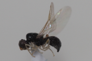  ( - cau01995)  @14 [ ] CreativeCommons - Attribution Non-Commercial Share-Alike (2010) China Agricultural University, Insect Collection China Agricultural University, Insect Collection