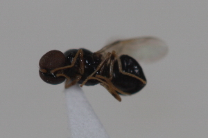  ( - cau01997)  @13 [ ] CreativeCommons - Attribution Non-Commercial Share-Alike (2010) China Agricultural University, Insect Collection China Agricultural University, Insect Collection