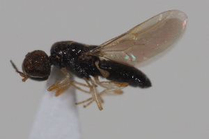 ( - cau02000)  @13 [ ] CreativeCommons - Attribution Non-Commercial Share-Alike (2010) China Agricultural University, Insect Collection China Agricultural University, Insect Collection