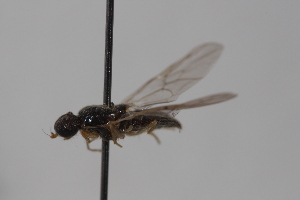  ( - cau02042)  @13 [ ] Unspecified (default): All Rights Reserved (2010) China Agricultural University, Insect Collection China Agricultural University, Insect Collection
