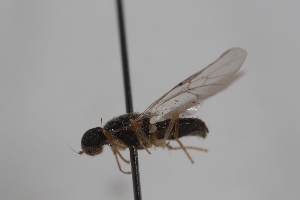 ( - cau02042)  @13 [ ] Unspecified (default): All Rights Reserved (2010) China Agricultural University, Insect Collection China Agricultural University, Insect Collection
