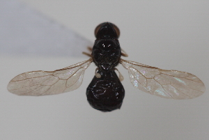  ( - cau02065)  @13 [ ] Unspecified (default): All Rights Reserved (2010) China Agricultural University, Insect Collection China Agricultural University, Insect Collection