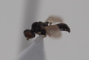  ( - cau02065)  @11 [ ] Unspecified (default): All Rights Reserved (2010) China Agricultural University, Insect Collection China Agricultural University, Insect Collection