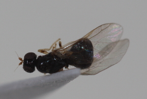  ( - cau02066)  @11 [ ] Unspecified (default): All Rights Reserved (2010) China Agricultural University, Insect Collection China Agricultural University, Insect Collection