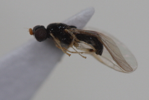  ( - cau02066)  @11 [ ] Unspecified (default): All Rights Reserved (2010) China Agricultural University, Insect Collection China Agricultural University, Insect Collection