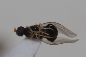  ( - cau02066)  @11 [ ] Unspecified (default): All Rights Reserved (2010) China Agricultural University, Insect Collection China Agricultural University, Insect Collection