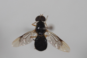  ( - cau02072)  @13 [ ] Unspecified (default): All Rights Reserved (2010) China Agricultural University, Insect Collection China Agricultural University, Insect Collection