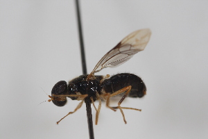 ( - cau02072)  @14 [ ] Unspecified (default): All Rights Reserved (2010) China Agricultural University, Insect Collection China Agricultural University, Insect Collection