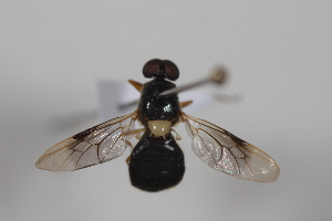  ( - cau02073)  @14 [ ] Unspecified (default): All Rights Reserved (2010) China Agricultural University, Insect Collection China Agricultural University, Insect Collection