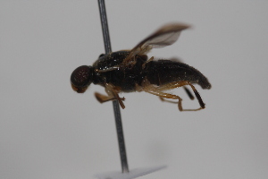  ( - cau02073)  @13 [ ] Unspecified (default): All Rights Reserved (2010) China Agricultural University, Insect Collection China Agricultural University, Insect Collection