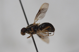  ( - cau02073)  @14 [ ] Unspecified (default): All Rights Reserved (2010) China Agricultural University, Insect Collection China Agricultural University, Insect Collection