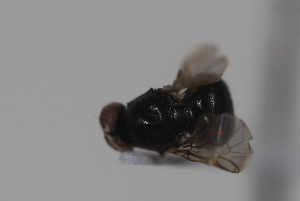  ( - cau02078)  @11 [ ] Unspecified (default): All Rights Reserved (2010) China Agricultural University, Insect Collection China Agricultural University, Insect Collection