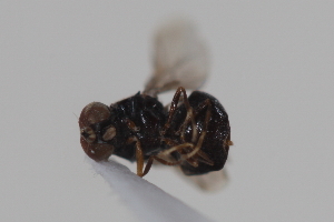  ( - cau02078)  @11 [ ] Unspecified (default): All Rights Reserved (2010) China Agricultural University, Insect Collection China Agricultural University, Insect Collection
