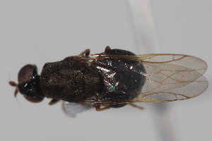  ( - cau02079)  @11 [ ] Unspecified (default): All Rights Reserved (2010) China Agricultural University, Insect Collection China Agricultural University, Insect Collection