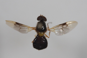  ( - cau02087)  @13 [ ] Unspecified (default): All Rights Reserved (2010) China Agricultural University, Insect Collection China Agricultural University, Insect Collection
