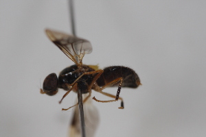  ( - cau02087)  @14 [ ] Unspecified (default): All Rights Reserved (2010) China Agricultural University, Insect Collection China Agricultural University, Insect Collection