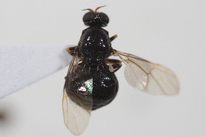  ( - cau02088)  @13 [ ] Unspecified (default): All Rights Reserved (2010) China Agricultural University, Insect Collection China Agricultural University, Insect Collection