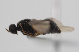  ( - cau02088)  @13 [ ] Unspecified (default): All Rights Reserved (2010) China Agricultural University, Insect Collection China Agricultural University, Insect Collection