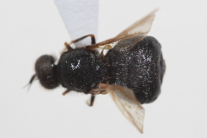 ( - cau02089)  @11 [ ] Unspecified (default): All Rights Reserved (2010) China Agricultural University, Insect Collection China Agricultural University, Insect Collection